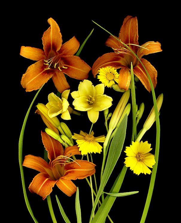 LILIES AND COREOPSIS