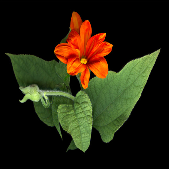  Mexican Sun Flower  4x4  72dpi