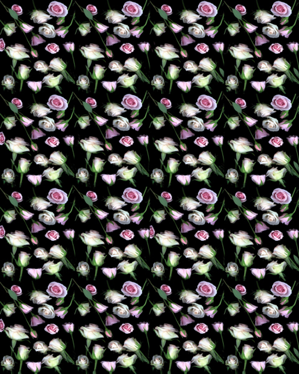 pink white roses. jpg 