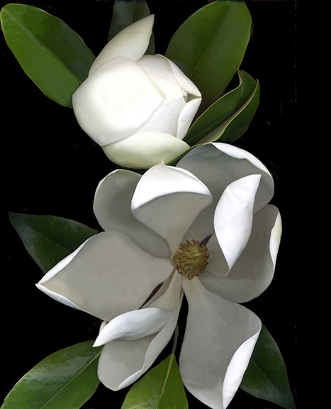 My Image 13