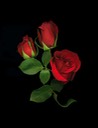 1_red_roses-2