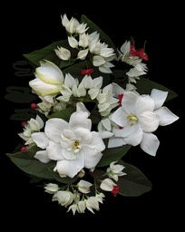 BLEEDING HEART VINE WITH GARDENIA