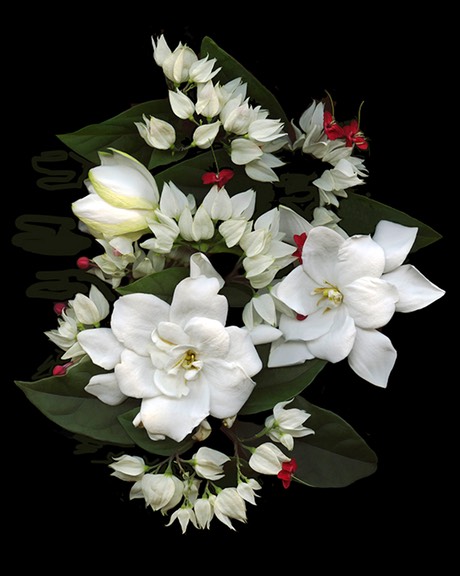 Bleeding Hearts Vine & Gardenia 