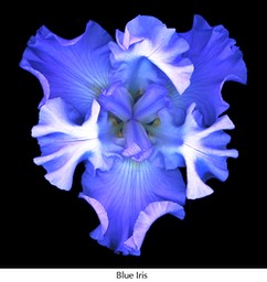 Blue iris 