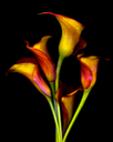 Calla Lillies '16-800dpi 8x10  copy 2