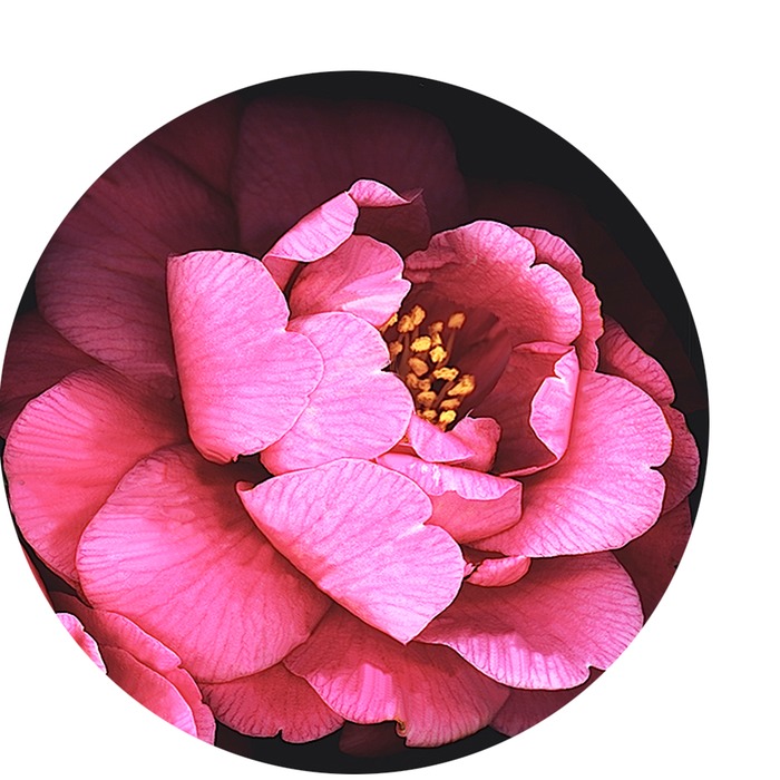 CAMELLIA PAPER WEIGHT