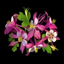 Columbine 