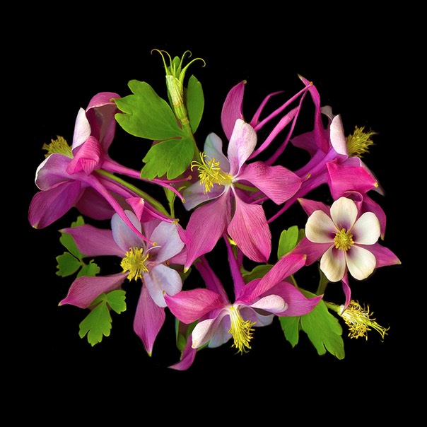 Columbine 