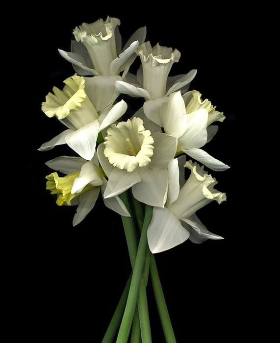 DAFFODILS