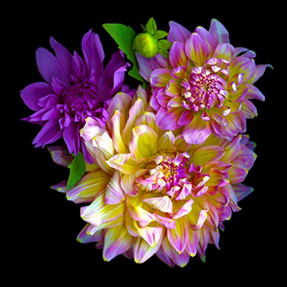 Dahlias 2019 5x5 72dpi 