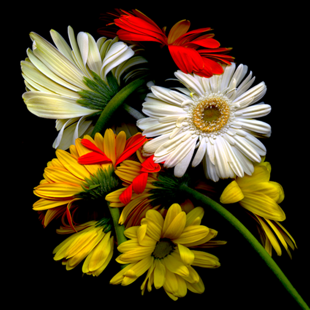 Daisies 