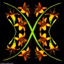 Day Lilies 300dpi  