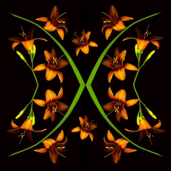 Day lily pattern 1. tif