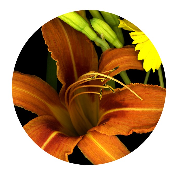DAY LILY PAPER WEIGHT