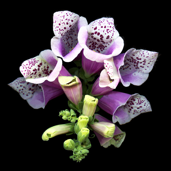 Foxglove 800dpi 8x8 copy