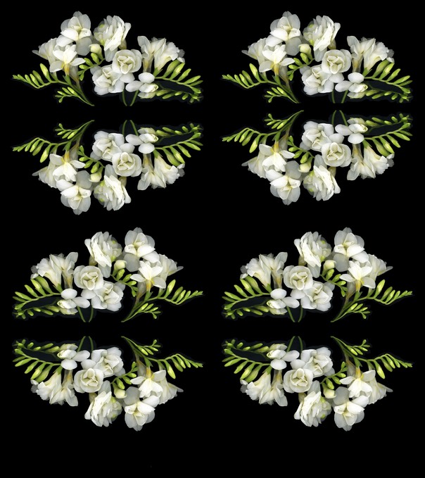 freesia 2 