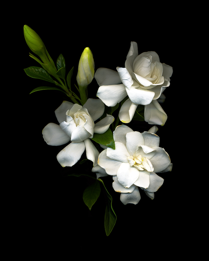 Gardenia '07-1-8.5x11-800dpi copy 3