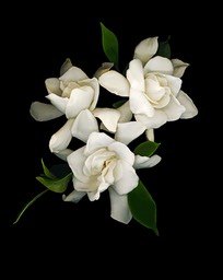 GARDENIAS #2