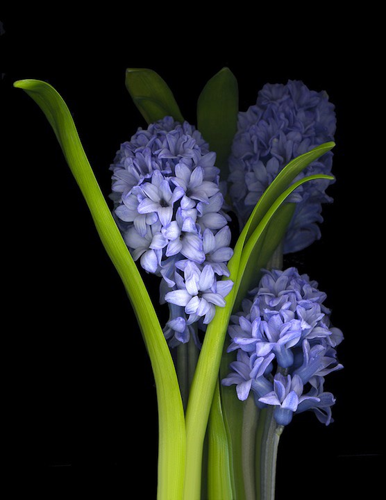 HYACINTH