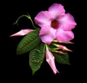 Mandevilla copy