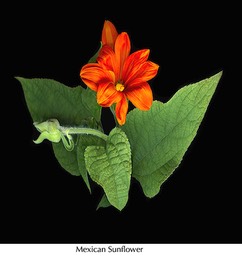 Mexican Sunflower 