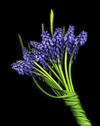 MUSCARI