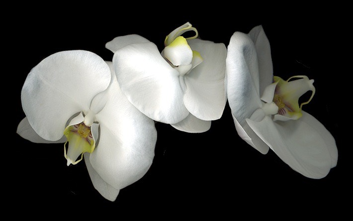 ORCHIDS #2