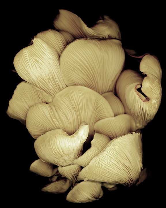 Oyster Mushrooms 