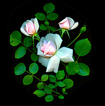 Pale pink tea roses  