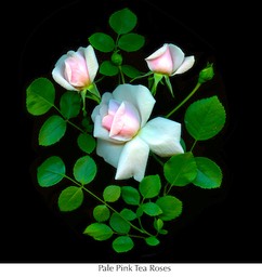 Pale pink tea roses  