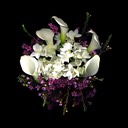 Paperwhites,Calla Lilies & Waxflowers copy