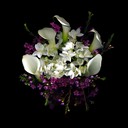 Paperwhites,Calla Lilies & Waxflowers 