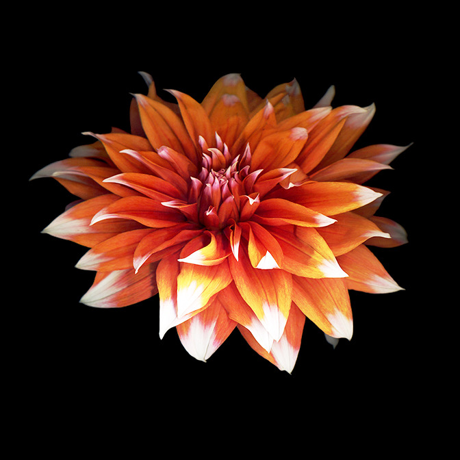 PERFECT DAHLIA