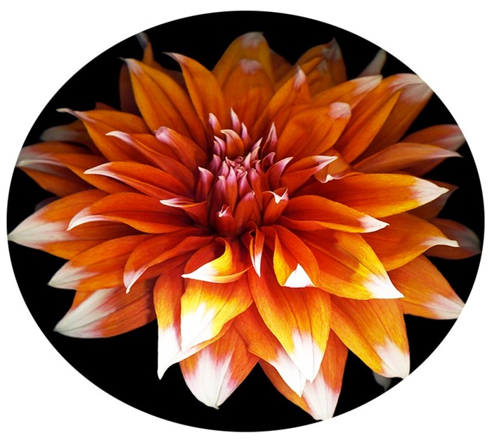 PERFECT DAHLIA PAPER WEIGHT