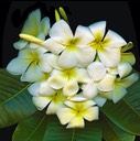 Plumeria 