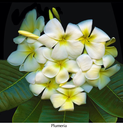 Plumeria 