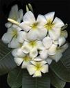 PLUMERIA