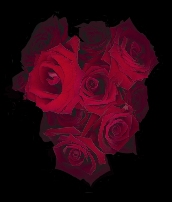 RED ROSES 2012 | Welcome to Susan Barmon's Botanical Scans
