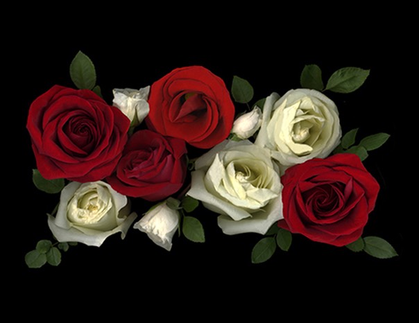 red_and_white_roses