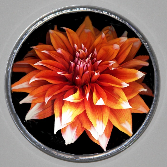SAMPLE DAHLIA PAPER WEIGHT