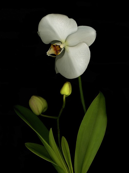 SINGLE WHITE ORCHID