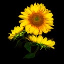  Sunflower#3 