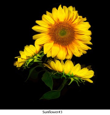  Sunflower#3 