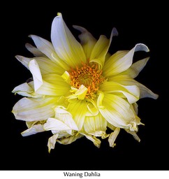  Waning Dahlia 