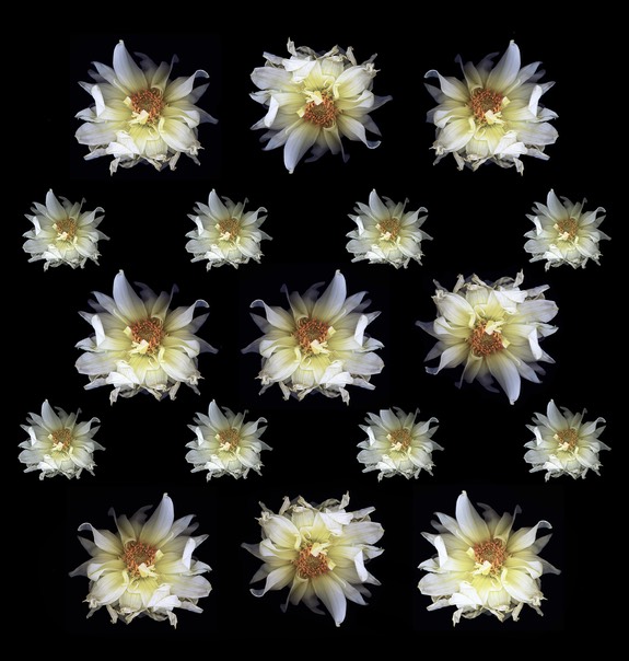 Waning Dahlia pattern copy