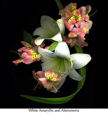 White Amaryllis & Alstromeria 