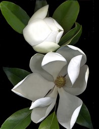 WHITE MAGNOLIA