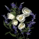 White Rose and Salvia 