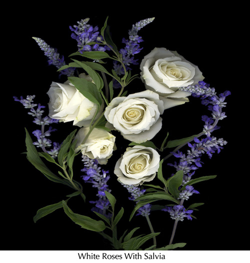 White Rose and Salvia 