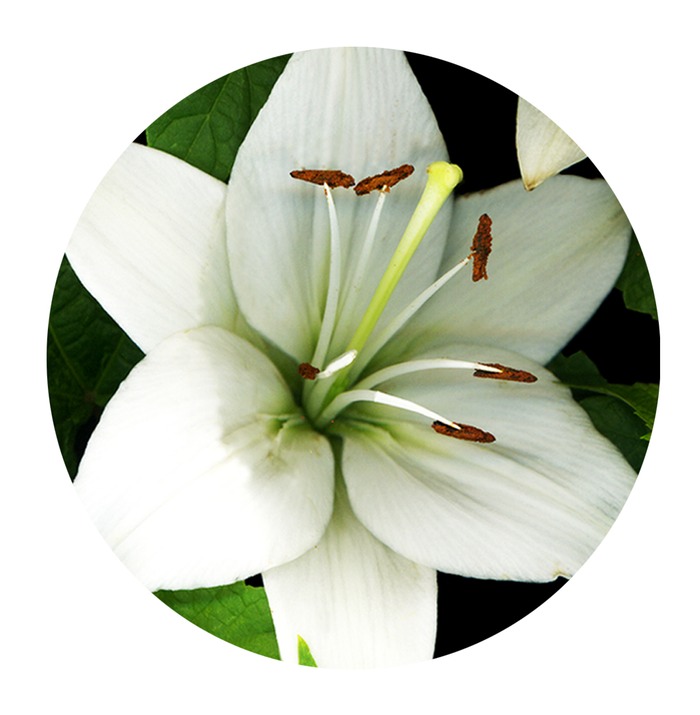 WHITE LILY PAPER WEIGHT